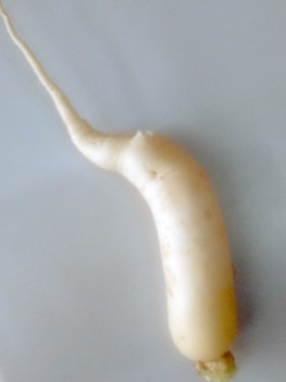 white-radish1